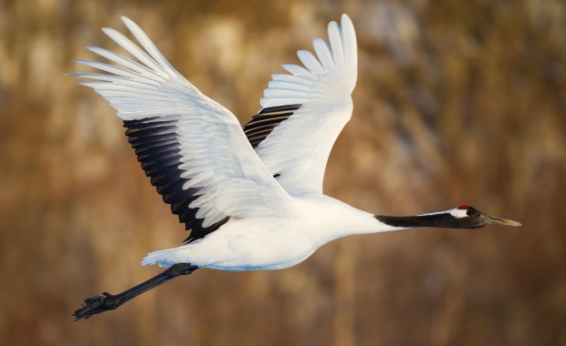 Ptaki już czują jesień. Trwają pierwsze odloty na zimowiska