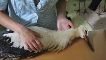 Ptaki, które ucierpiały w nawałnicach, potrzebują pomocy