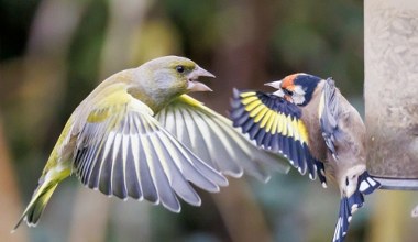 Ptaki latają tam i z powrotem, więc postanowili ustalić, co się dzieje