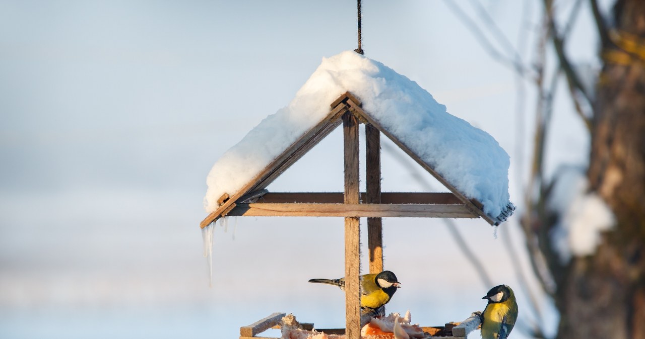 Ptaki mają swoje preferencje kolorystyczne. Najchętniej przylecą do karmnika w neutralnych barwach ziemi. /Pixel