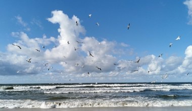 Ptaki na bałtyckiej plaży. Latają nad wodą tam i z powrotem