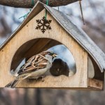 Ptaki nie przylatują do karmnika? Być może popełniasz ten błąd 