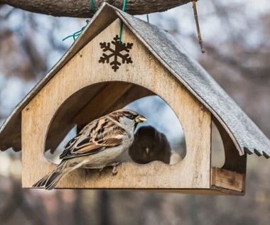 Ptaki nie przylatują do karmnika? Być może popełniasz ten błąd 