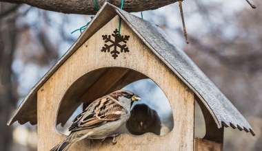 Ptaki nie przylatują do karmnika? Być może popełniasz ten błąd 