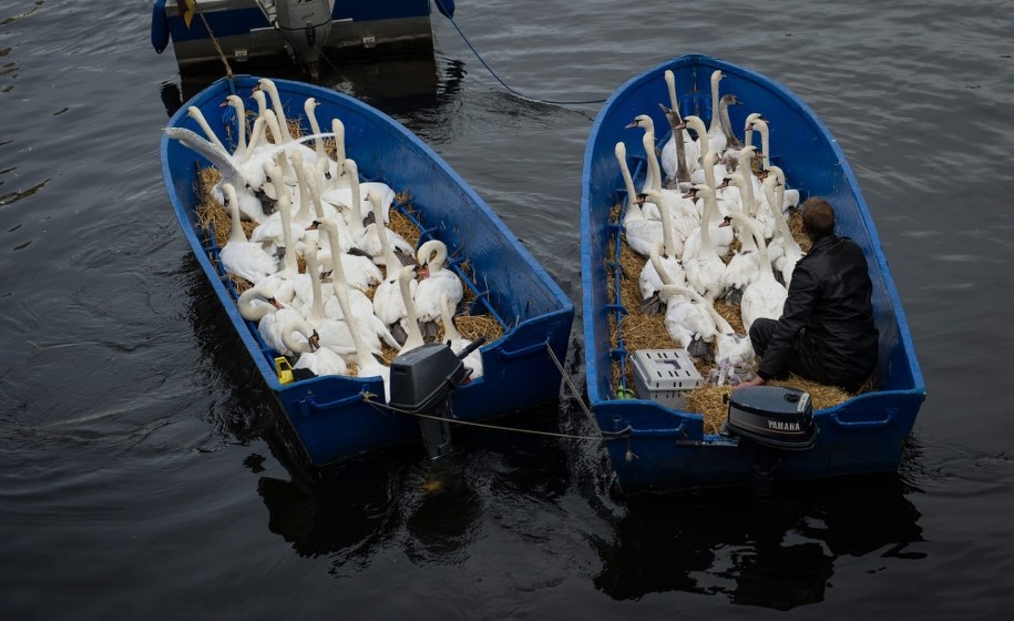 Ptaki nie wydają się być zaniepokojone swoim losem /MAJA HITIJ  /PAP/EPA