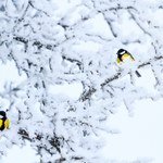 Ptaki nie zamarzają zimą. Dlaczego niskie temperatury nie są im straszne?