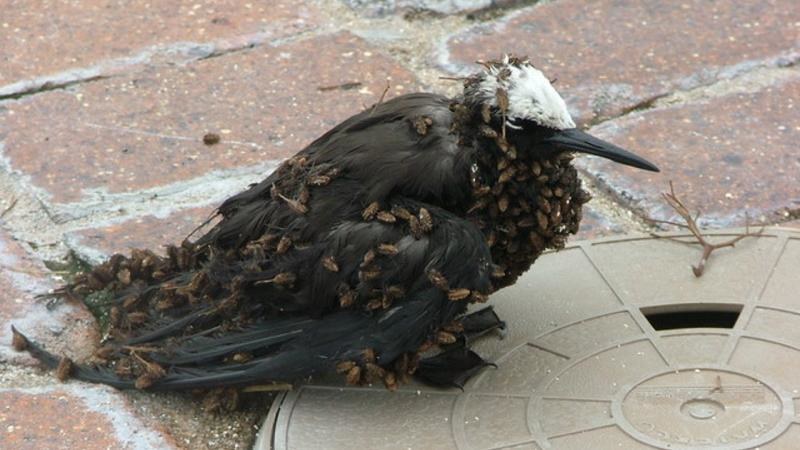 Ptaki oblepione ciężkimi nasionami nie mają żadnych szans na przeżycie. Przygwożdżone do ziemi umierają z głodu i pragnienia/ fot. Cam Pervan /Flickr /domena publiczna