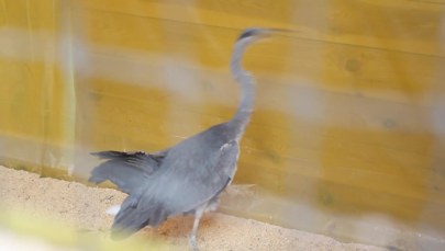 Ptaki ucierpiały w nawałnicach. Potrzeba pomocy