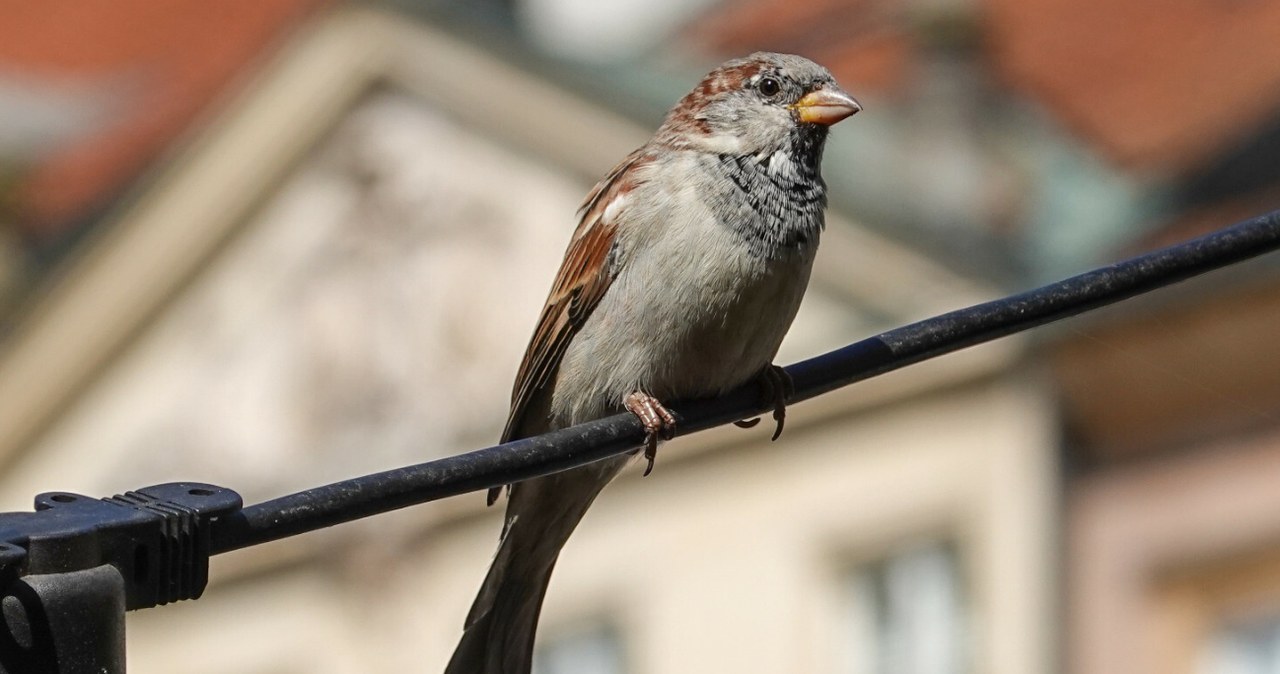 Ptaki w mieście. /Piotr Kamionka / REPORTER /East News