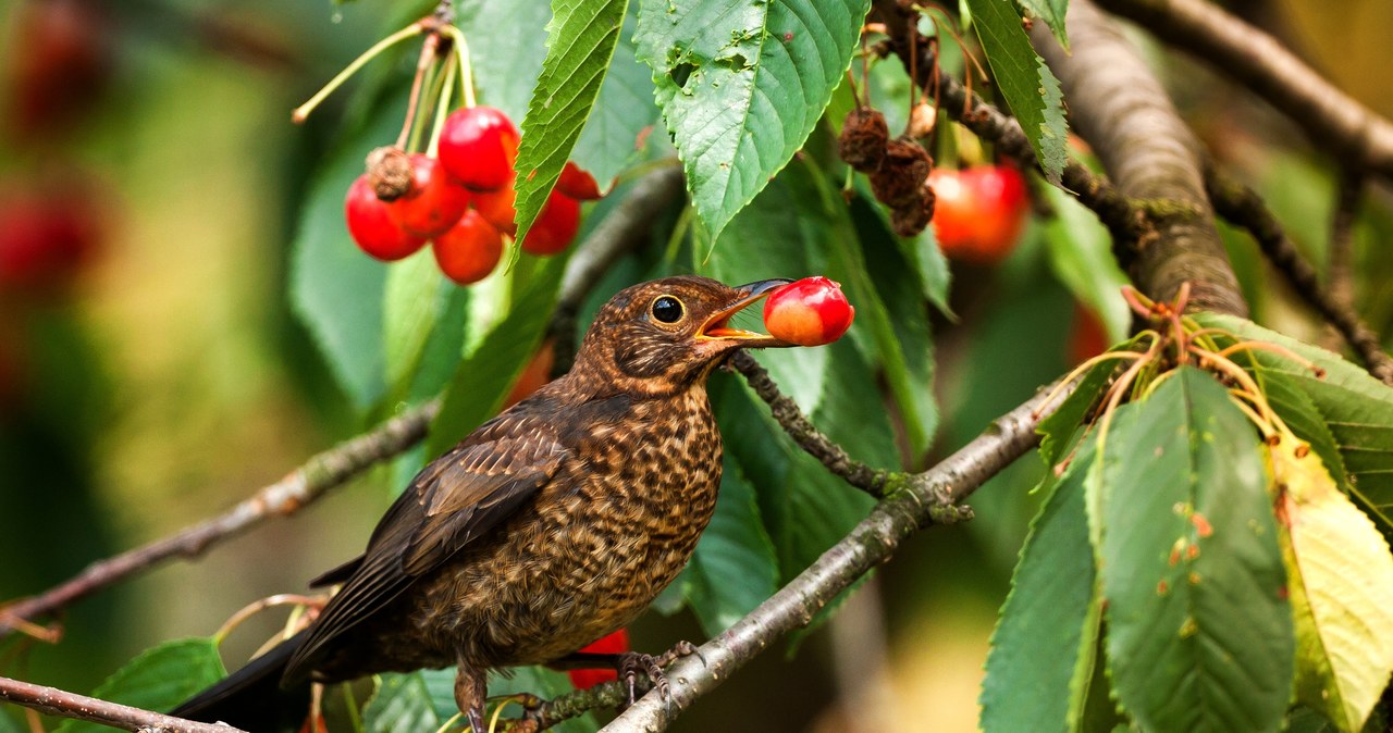 Ptaki w ogrodzie potrafią poczynić duże szkody. Zjadają i uszkadzają owoce, przyczyniając się do zmniejszenia plonów. /Pixel