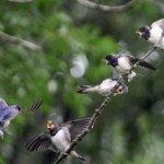 Ptaki w Polsce wpadają w szał. Zaczęły się wręcz kotłować