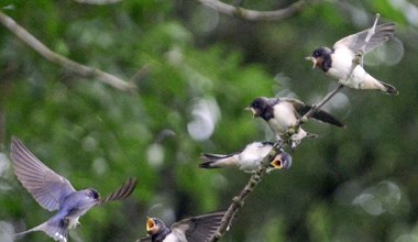 Ptaki w Polsce wpadają w szał. Zaczęły się wręcz kotłować