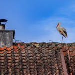 Ptaki wracają na wiosnę do kraju. Gdzie je obserwować? 