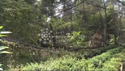 Ptaki wykorzystały burzę i uciekły z zoo