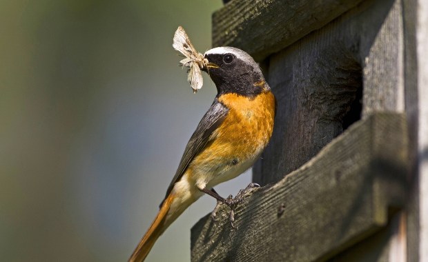 Ptaki zjadają mnóstwo owadów, ale wykorzystują je... mało efektywnie 