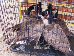 Ptaki znalezione w gospodarstwie /KPP Stargard /Policja