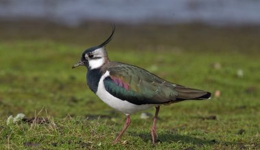 Ptaki znikają z polskiego krajobrazu. Gatunków zagrożonych coraz więcej