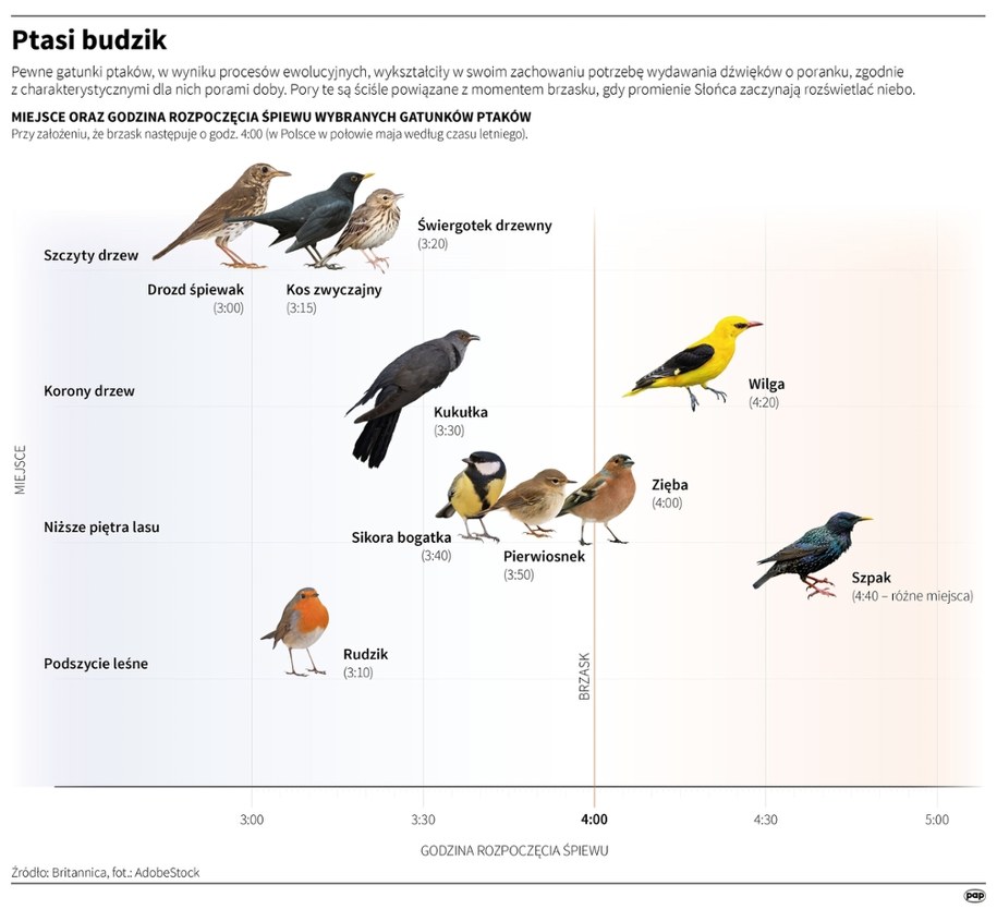 Ptasi budzik /Mateusz Krymski /PAP