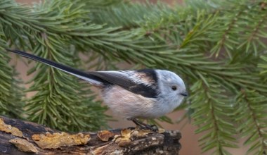 Ptasi mistrz budownictwa mieszkaniowego. Opiekuje się cudzymi pisklętami