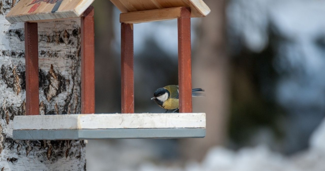 Ptasia Godzinka OTOP to wyjątkowe wydarzenie, podczas którego możesz pomóc naukowcom /anatoly_l /CC BY-SA 2.0