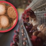 Ptasia grypa dotarła do Australii. To był ostatni kontynent wolny od wirusa