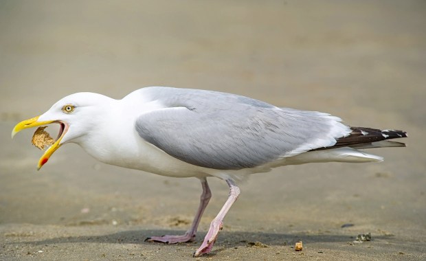Ptasia grypa dziesiątkuje mewy. Teraz na jeziorze Ryńskim