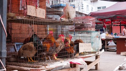 Ptasia grypa H3N8. Pierwszy na świecie przypadek zakażenia człowieka