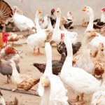 ptasia grypa Ptasia grypa H9N2 atakuje Europę. Pierwszy przypadek u człowieka