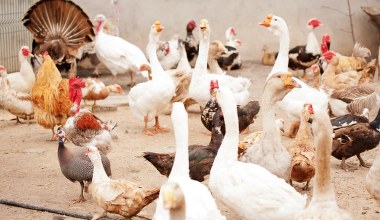 Ptasia grypa H9N2 atakuje Europę. Pierwszy przypadek u człowieka