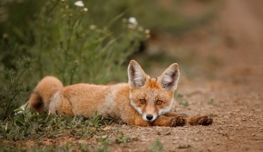 Ptasia grypa przestała być ptasia. Przeskakuje na kolejne gatunki