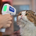 Ptasia grypa u kotów. Opiekunów objęto nadzorem epidemiologicznym