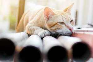 Ptasia grypa u kotów. Polscy naukowcy wskazali prawdopodobną przyczynę
