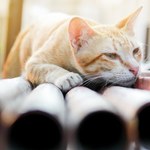 Ptasia grypa u kotów. Polscy naukowcy wskazali prawdopodobną przyczynę