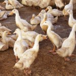 Ptasia grypa u naszych sąsiadów. Dziesiątki tysięcy ptaków do uboju