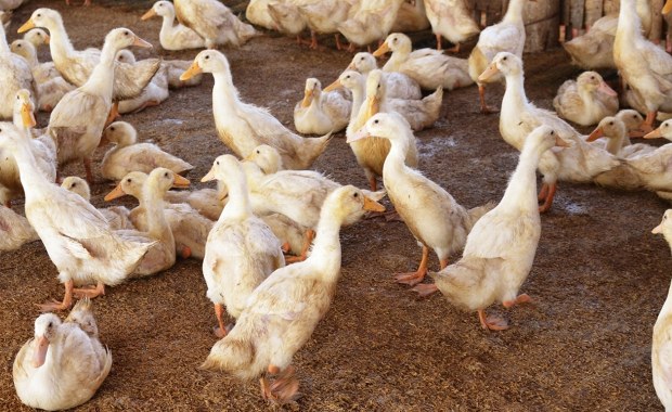 Ptasia grypa u naszych sąsiadów. Dziesiątki tysięcy ptaków do uboju