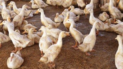 Ptasia grypa u naszych sąsiadów. Dziesiątki tysięcy ptaków do uboju