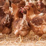 Ptasia grypa w Polsce. Komisja Europejska zabrała głos po spotkaniu z polskimi władzami