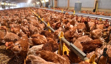 Ptasia grypa: Wnioski o pomoc tylko do dziś!