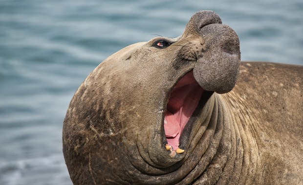 Ptasia grypa wykończyła słonie morskie. Samce alfa mocno ucierpiały