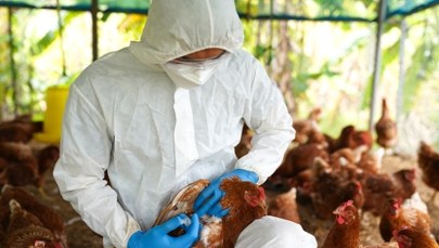 Ptasia grypa wywoła pandemię wśród ludzi? "Realniejsze niż nam się wydaje"