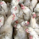 Ptasia grypa zaatakowała Polskę