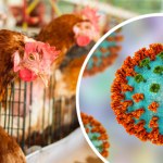 Ptasia grypa znów straszy. Czy grozi nam pandemia?