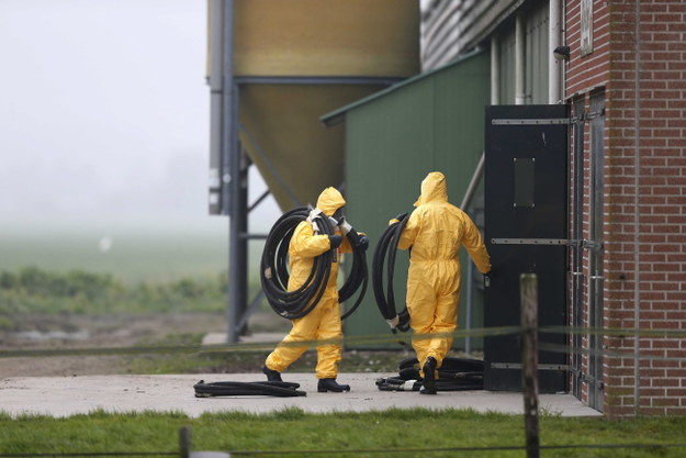 Ptasią grypę wykryto w Zoeterwoude, gminie na zachodzie Holandii /JERRY LAMPEN /PAP/EPA