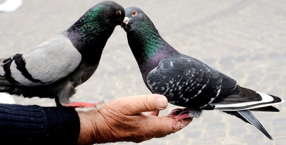 8-latek z Kalisza pogryziony przez ptasie kleszcze