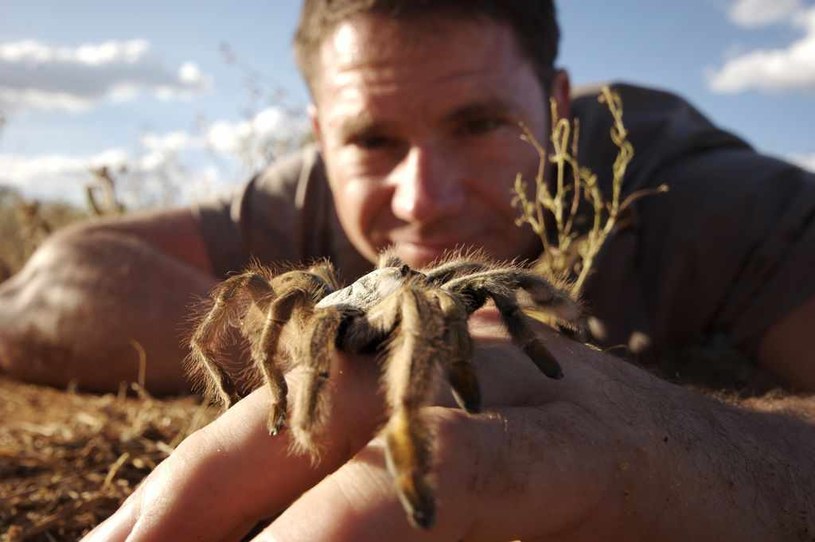 Ptasznik Australijski swoimi szczękoczułkami potrafi przebić paznokieć człowieka... /Animal Planet /materiały prasowe