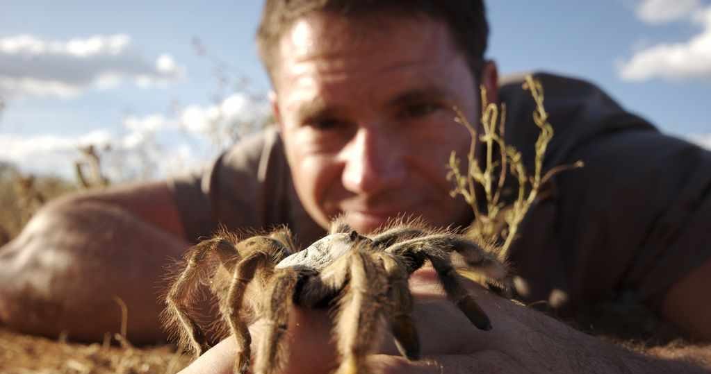 Ptasznik Australijski swoimi szczękoczułkami potrafi przebić paznokieć człowieka... /Animal Planet /materiały prasowe