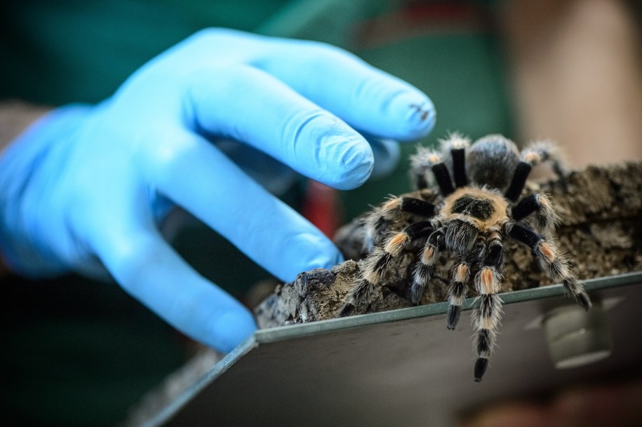 Ptasznik czerwonokolanowy (Brachypelma smithi) podczas prezentacji w ogrodzie zoologicznym w Zamościu /Wojciech Pacewicz /PAP