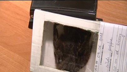 Ptasznik wystraszył mieszkańców Nowej Huty