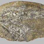 Pterozaur w zwróconej kolacji. Pech gada to szczęście naukowców