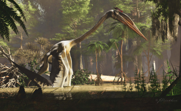 "Pterozaur z Teksasu" musiał podskoczyć, żeby polatać